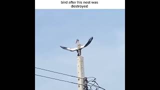 Bird after his nest was destroyed