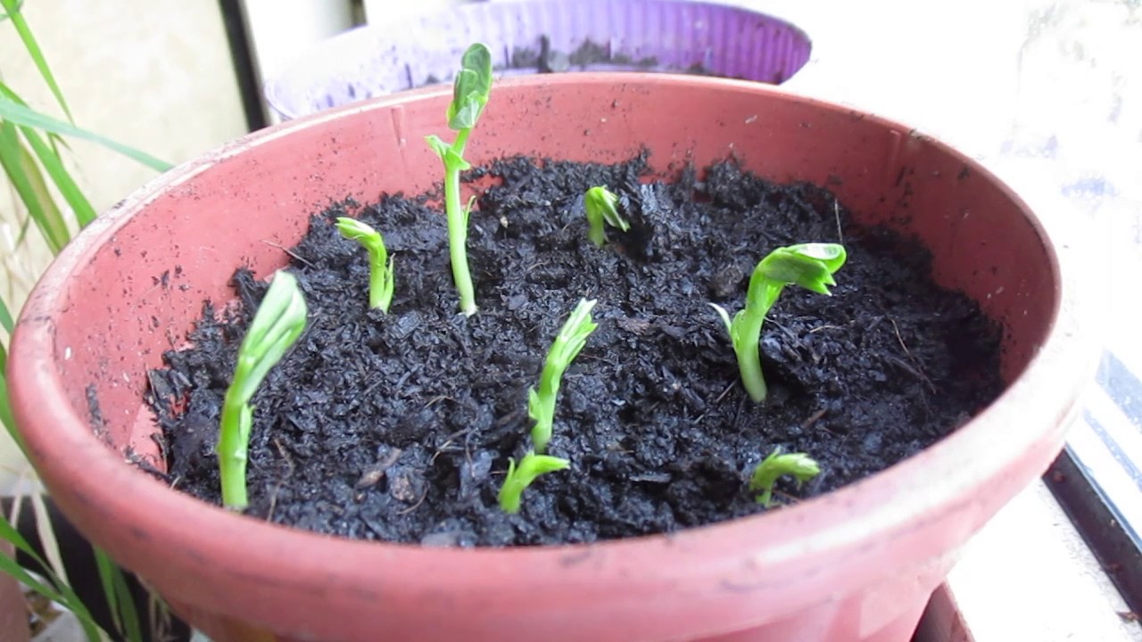 Plants Time Lapse 20.000x faster little pea plants watching growing