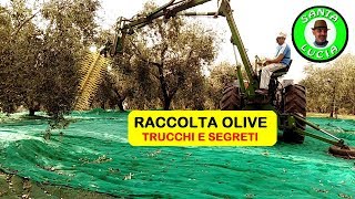 RACCOGLIERE LE OLIVE