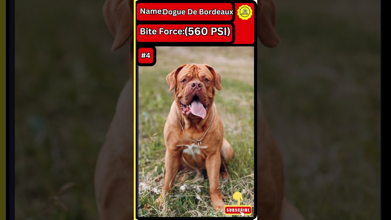 Top 20 Most POWERFUL Dog Breeds EVER! Pt2