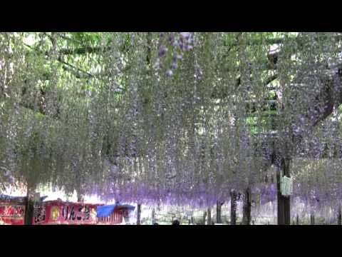 八女郡黒木町　黒木の大藤　全風景　2009.4.29. ‐８