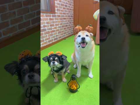 ハロウィン購入グッズ🎃（前半）#柴犬 #チワワ #shorts