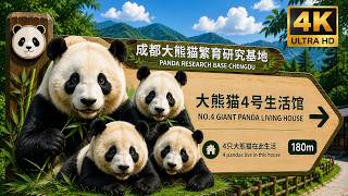 πΌ Giant Panda Living House 2, 3 & 4 | Chengdu Research Base | Watch Giant Pandas Play in 4K π¨π³