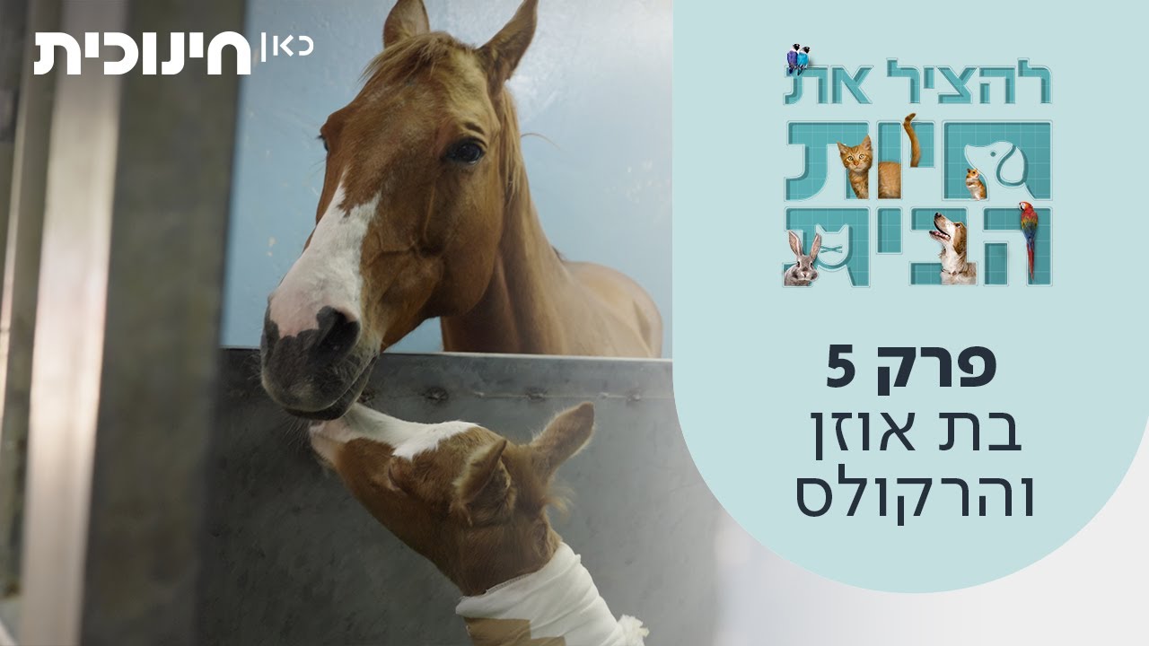 להציל את חיות הבית | פרק 5 - בת אוזן והרקולס