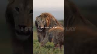 Attitude  Lion King  Dignity   shorts attitude status lionking