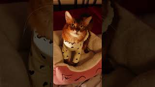 Ridiculously Cute Summer Is The Cats Pajamas In These Cat Pjs shorts