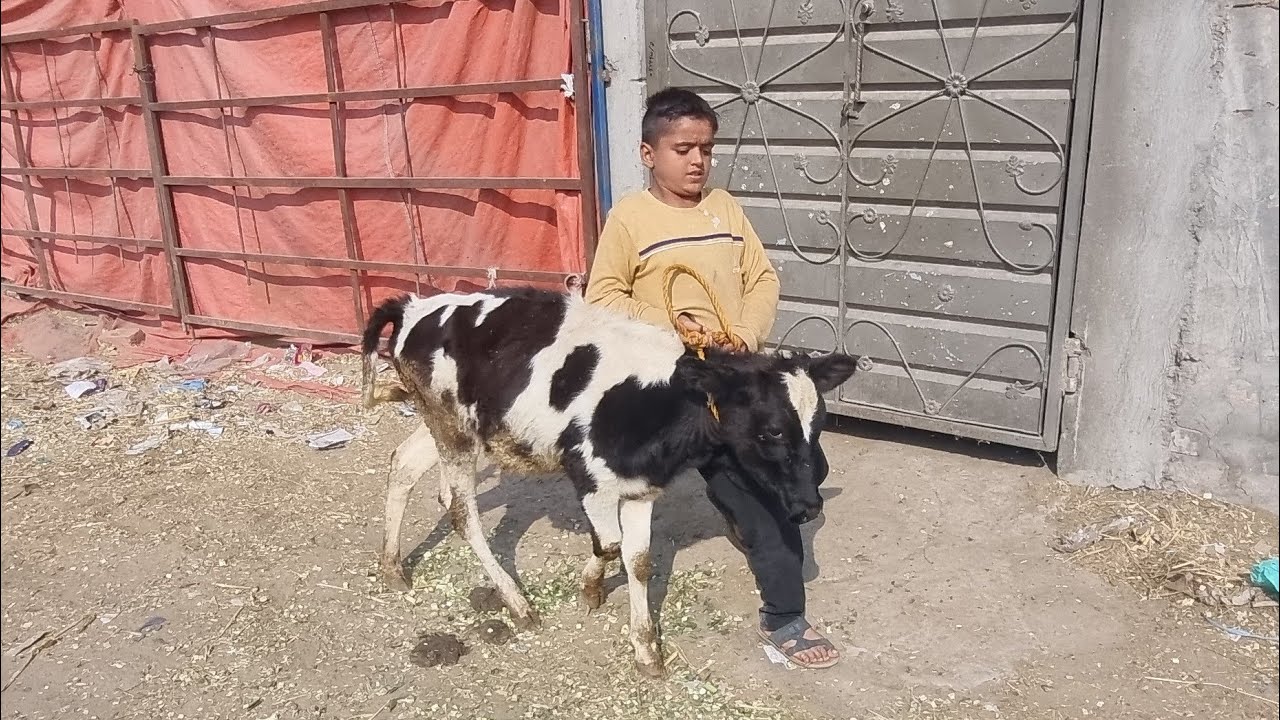 Allhumdulillah Finally Ham Na New Cow La Li Sj Dairy Farm in Lahore Sj