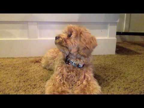 funny-dogs-reaction-to-farts