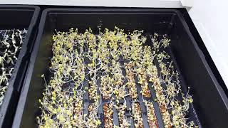 Unstacking Microgreens