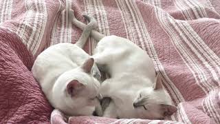 Elinga Tonkinese Cattery - tales talk by 🍀lt 🏖 137 views 5 years ago 22 seconds
