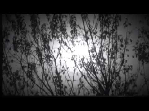 عيد ميلاد نجوى كرم