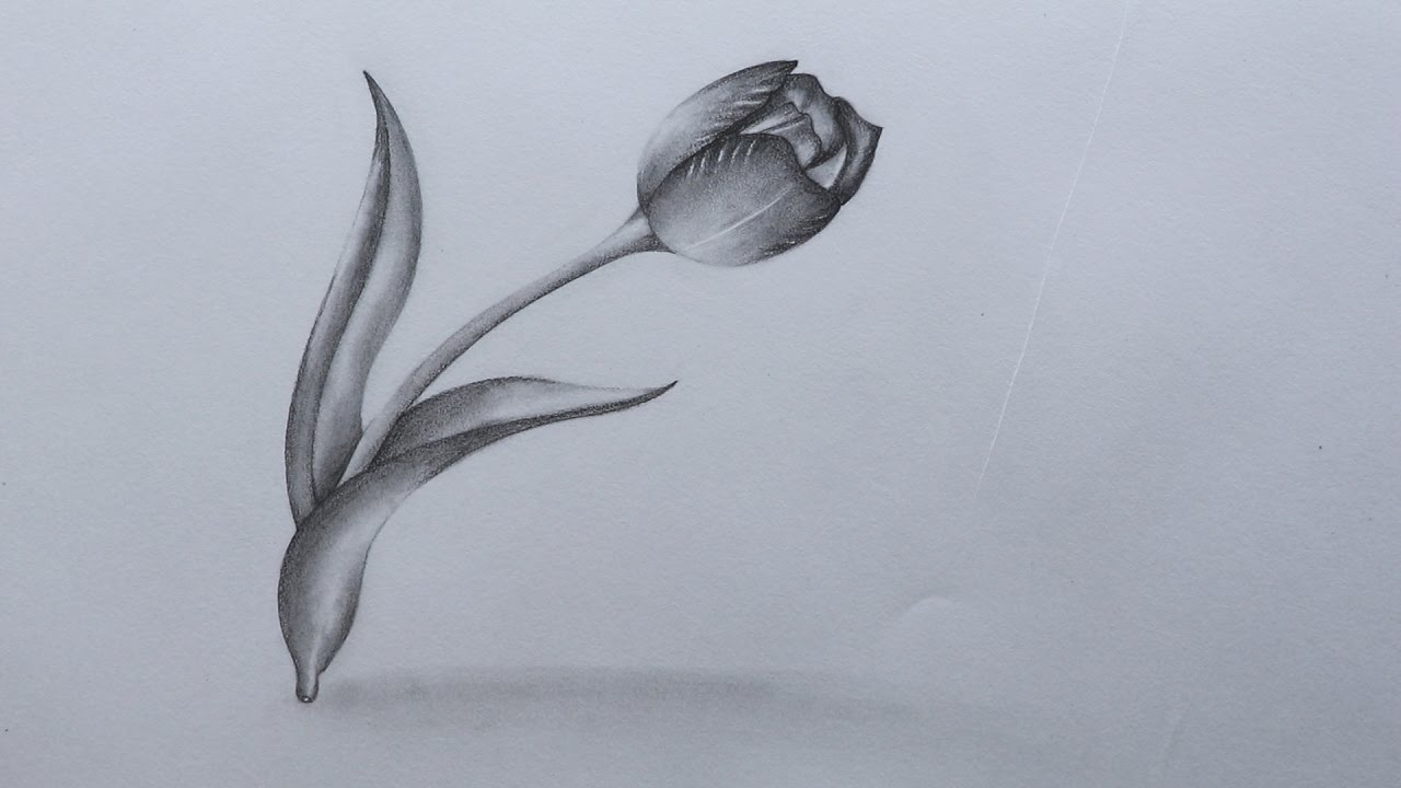 Tulips Pencil Drawing