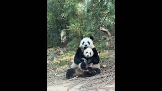 Mama panda shows off her baby, as if saying, “Who doesn’t have an adorable little one?” #panda