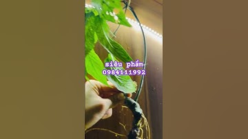 siêu phẩm sâm rừng #sâm_ngọc_linh_rừng #sâm_ngọc_linh #sâm_lai_châu_rừng #sâm_lai_châu_rừng