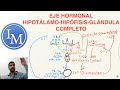 Fisiología (Shahroj) | Endocrinología | Eje, Hipotálamo, Hipófisis,  Glándula