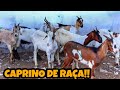 FEIRA DE CAPRINO OVINO E SUÍNO EM CACHOEIRINHA PE💲💲 CAPRINOS DE RAÇA HOJE!! QUINTA FEIRA 26/08/2021