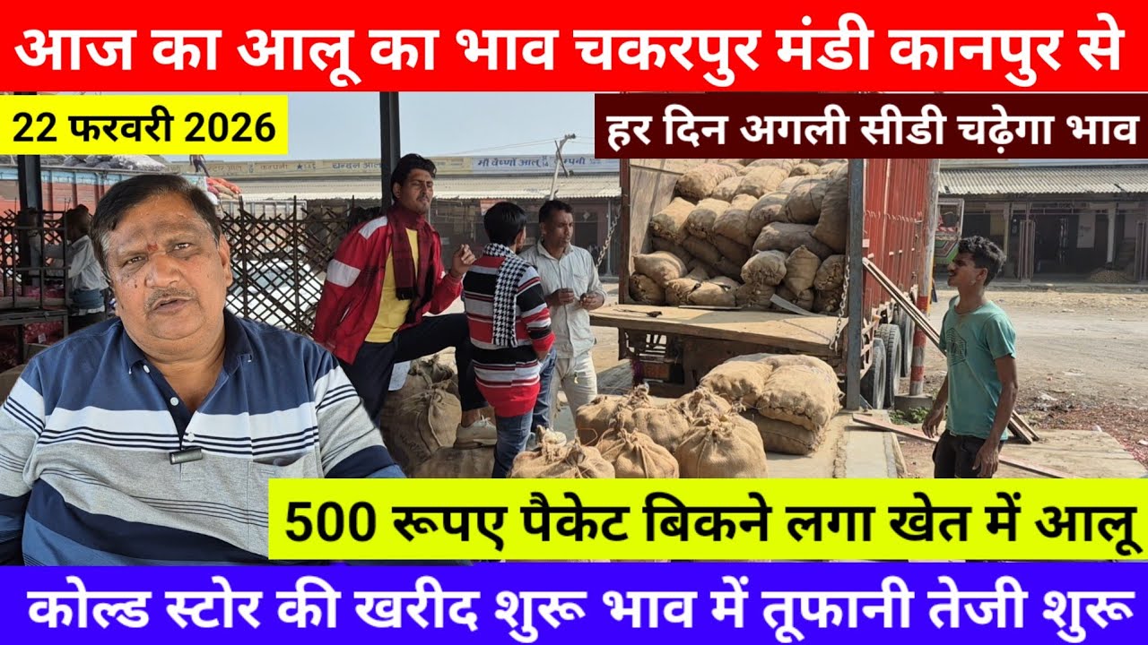 आज का आलू का भाव चकरपुर मंडी कानपुर सेकोल्ड स्टोर की खरीद शुरू भाव में तूफानी तेजी शुरू Aalu Ka Bhav