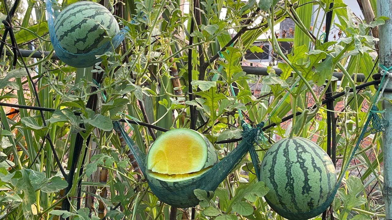 my son's yellow melon I'm helping him grow from seed. experiment