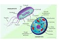 Understanding the Themes of Biology: How Life Works