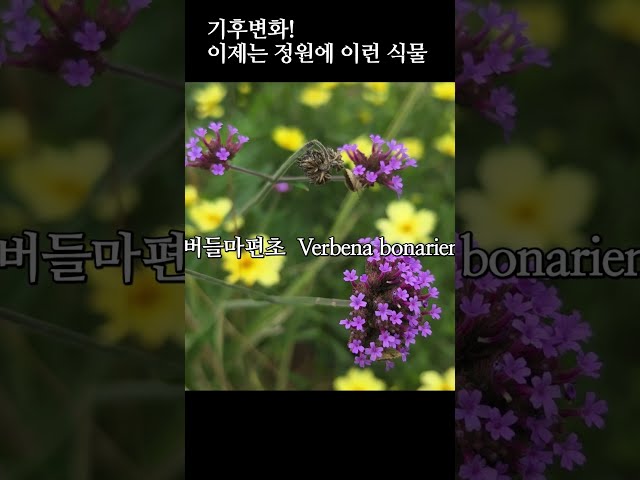 가뭄,폭염,여름정원 추천꽃(본영상에는 더 많은 정보가 있어요)