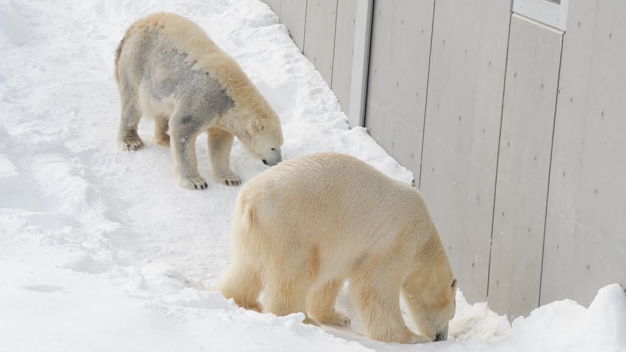 2026 1 29 円山動物園 リラ ライト