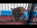 Suara Prenjak Betina Gacor Pikat Part 2 Download Masteran Burung Perenjak Kepala Merah Klawu Omkicau(.mp3 .mp4) Mp3 - Mp4 Download