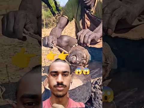 Why Do Hadzabe Tribe Hunters Love Baboon Head Soup?#shortsfeed #hadzabetribe