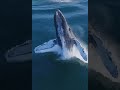 listen that horrible sounds 😱😱 Blue whale natural video. jessica soho . trending giant whale foryou.