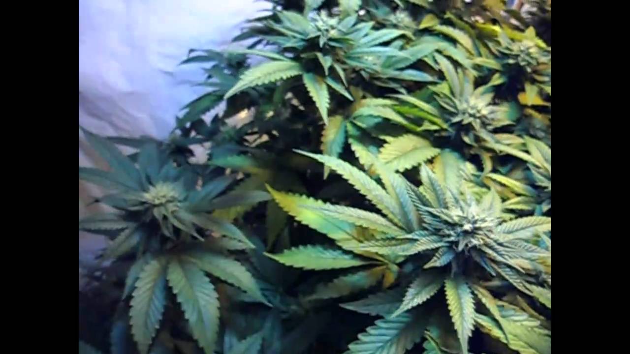 16000 WATT MEDICAL MARIJUANA FLOWER ROOM- BLUEBERRY + PURPLE KUSH -  - GREEN PLANET NUTRIENTS