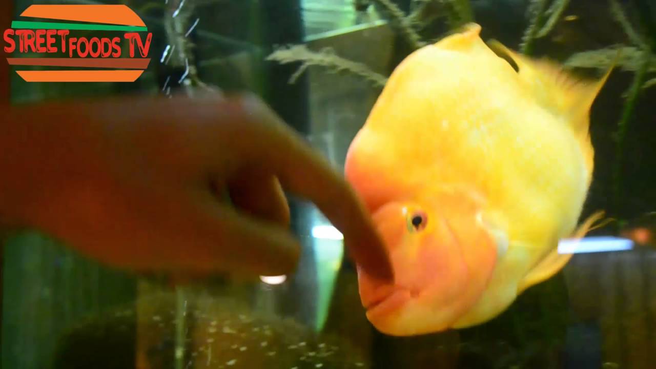 Beautiful Fish - Goldfish | COOKZILLA