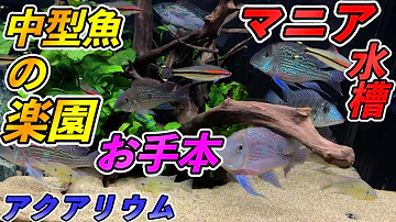 オスカー ブラックゴースト プレコと混泳できる魚