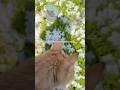 24歳オス猫🐈🌈天に召されました💫✨