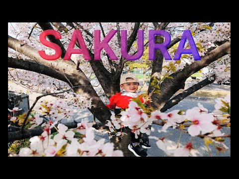 Download Indahnya Bunga Sakura Naoki Bukannya Naik Pohon Mangga Malah Naik Pohon Sakura Mp3 Savethealbum