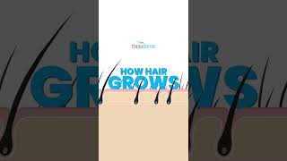 Ever wondered about the stages of hair growth? Lets break it down!