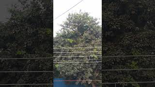 The Tree Stands Tall, Adorned With Lush Green Leaves That Seem To Stretch Endlessly