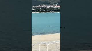 Dolphins swam very close to the seashore in the bay of Gelendzhik, Black sea, 23 April 2026