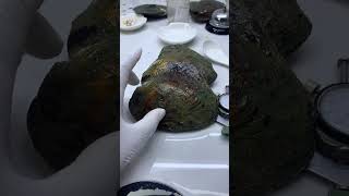 Will We Find a BLACK Pearl Today? Mystery Oyster Opening!的副本