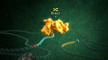 Brec1-Recombinase
