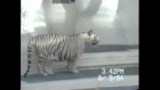 White Tiger at the Mirage - Las Vegas