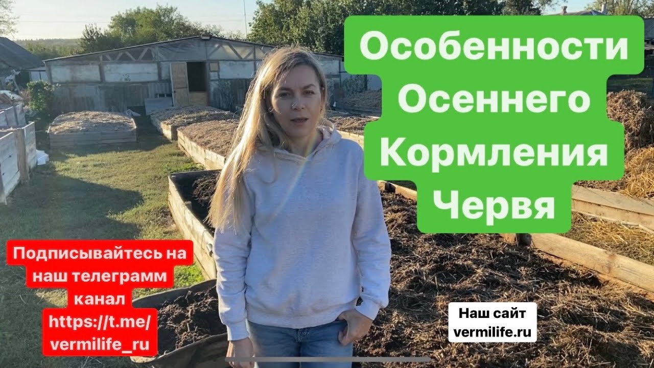Особенности осеннего кормления червя. Разведение червя на улице. Как ...