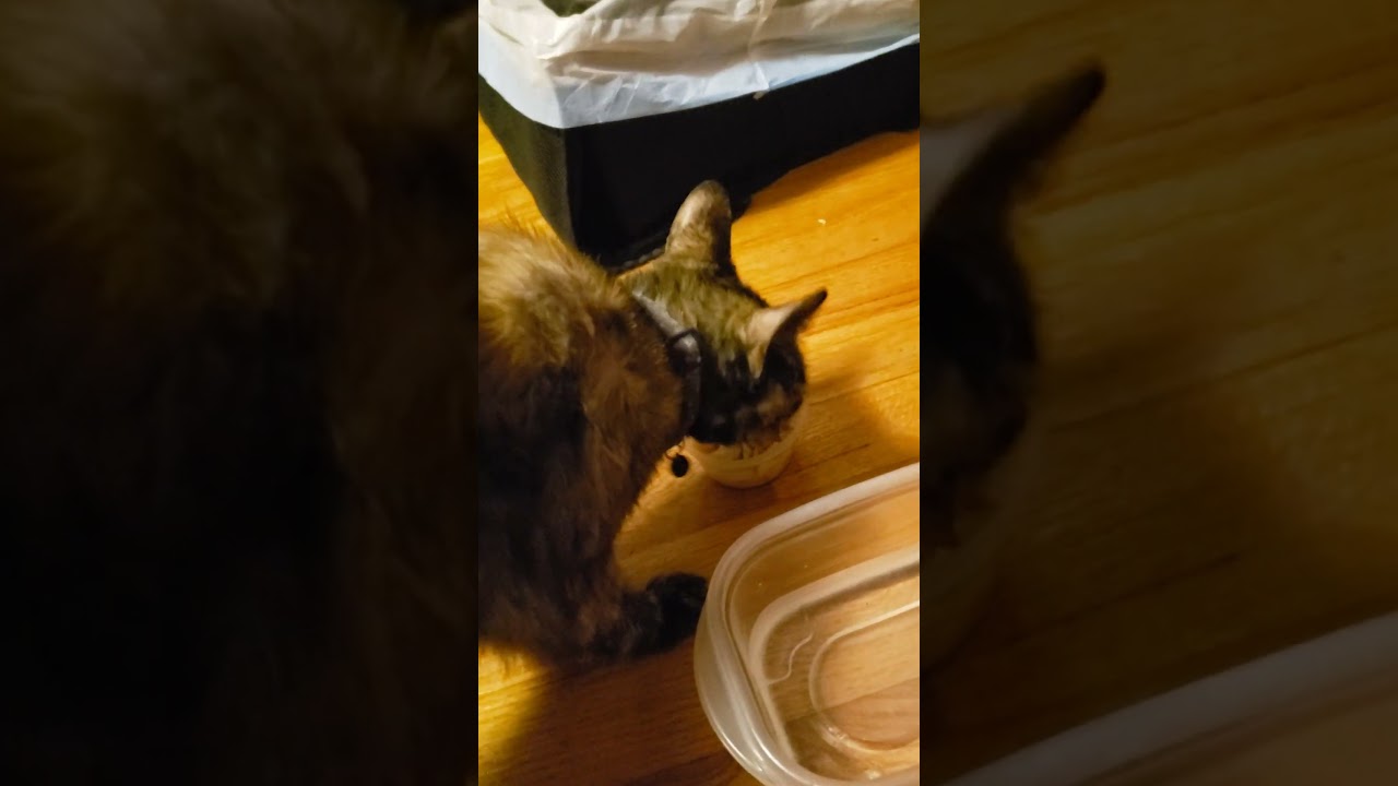 Night 1 Away From Home - Kitty Trying a Few New Travel Trinkets