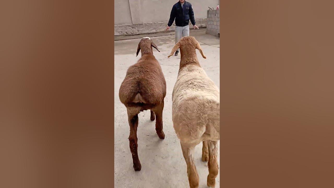 Busty eshaklar bilan porno jinsiy aloqa Porno komiks Antonia va ogli