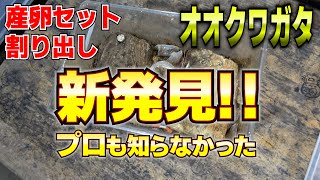 オオクワの割り出し方法(初心者から上級者までためになる)