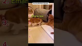 Kumpulan video lucu kucing random #kucinglucu #lucu #funnymoments