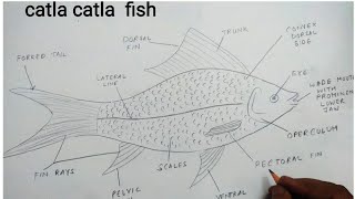 how to draw catla catla fish