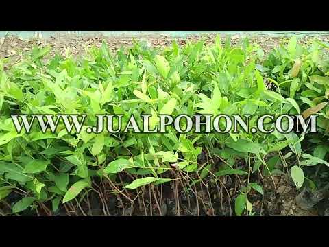 Bibit Buah Unggul Jambu Air Madu Deli Hijau Ready Stok