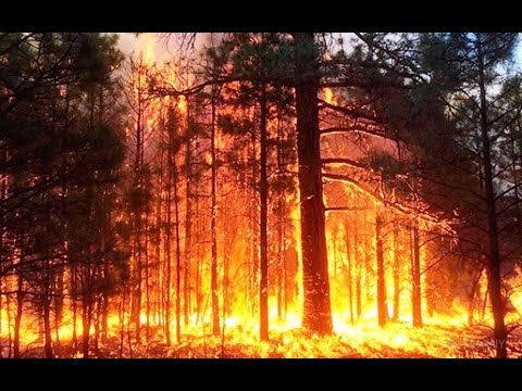 В Хакасии большая угроза пожаров из-за поваленного ураганом леса