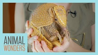Meet and Greet  Gaia the 3 Banded Armadillo!