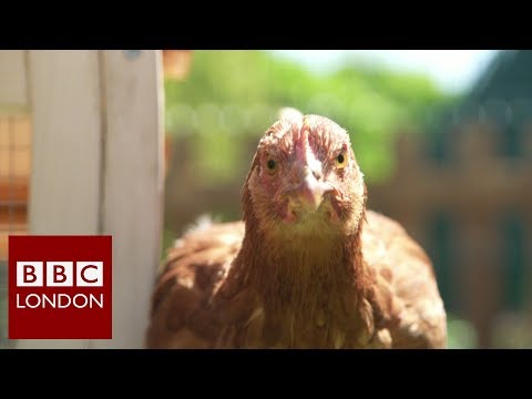 Video: City Dwellers Hanker For Hens