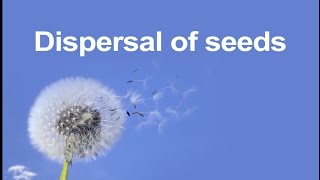 dispersal of seeds- animated PowerPoint .##2